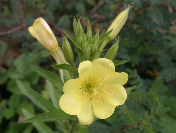Evening Primrose