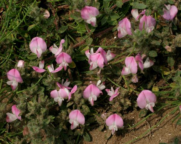 Common Restharrow