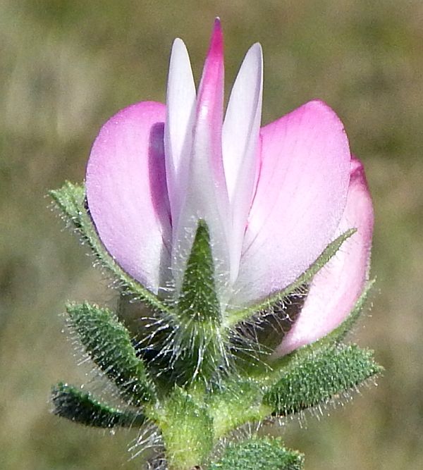 Closeup of Restharrow flowers, North Wales, 2024