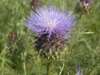 Onopordum illyricum, Illyrian Scotch Thistle
