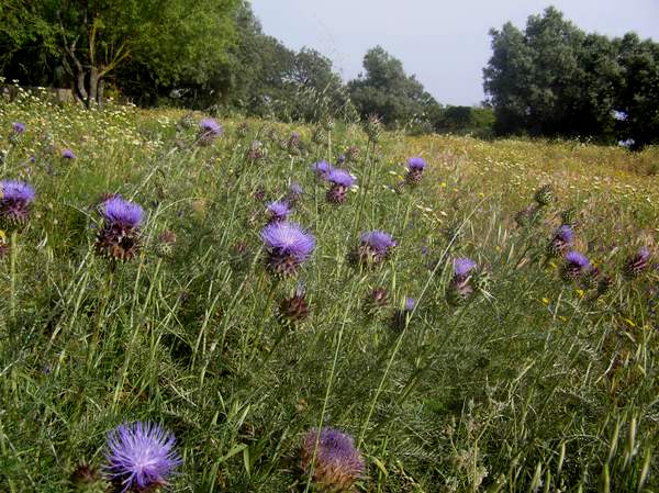 Onopordium illyricum in a small meadow, Algarve, Portugal