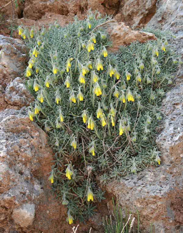 Onosma erectum