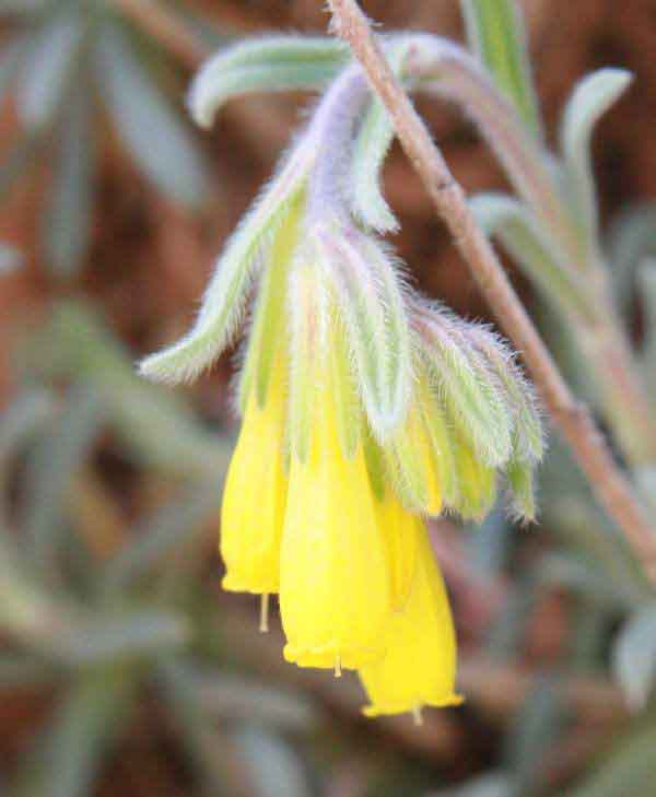 Close up of the flower of Onosma erectum