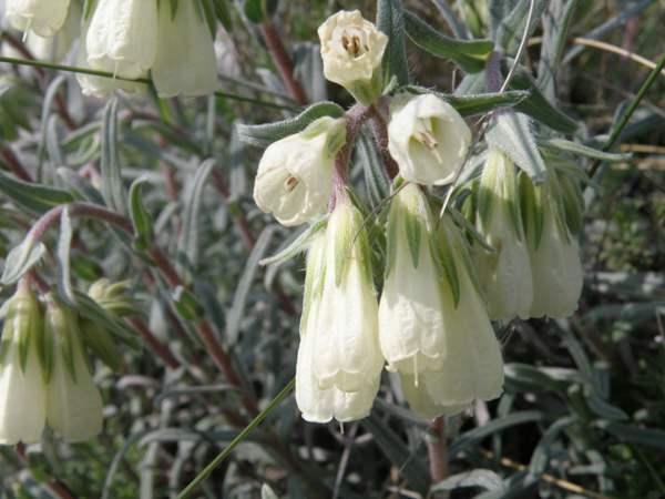 Onosma lucana