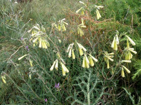Onosma taurica