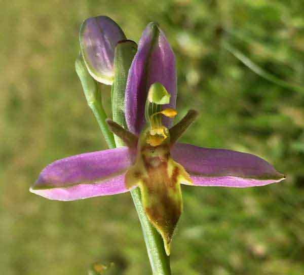 Ophrys apiefera var trollii closeup