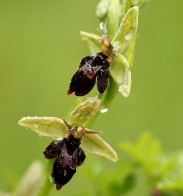 Ophrys apifera x Ophrys insectifera, Ophrys x pietzschii