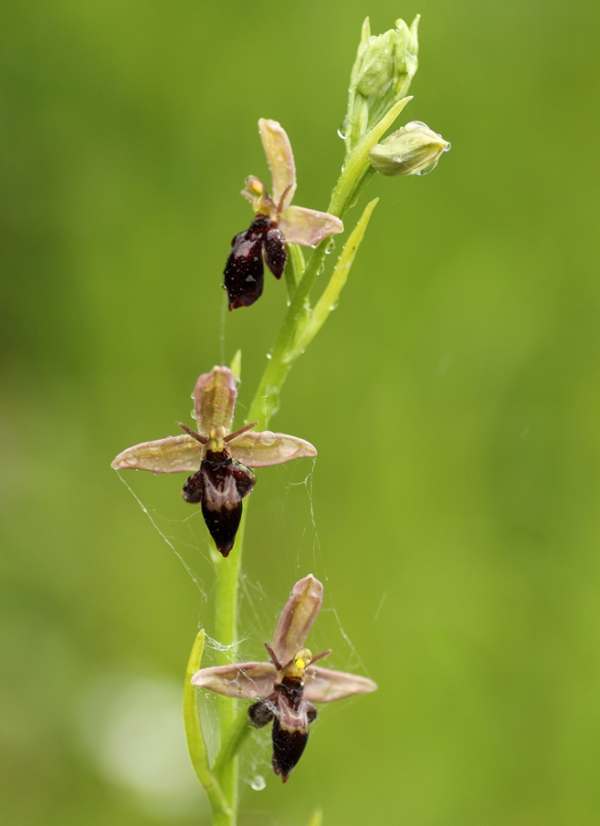 Ophrys apifera x Ophrys insectifera hybrid, Ophrys x pietzschii