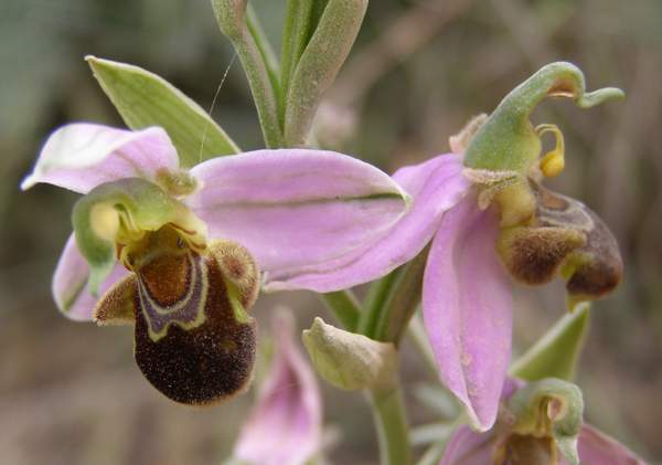 Ophrys apifera - Bee orchid
