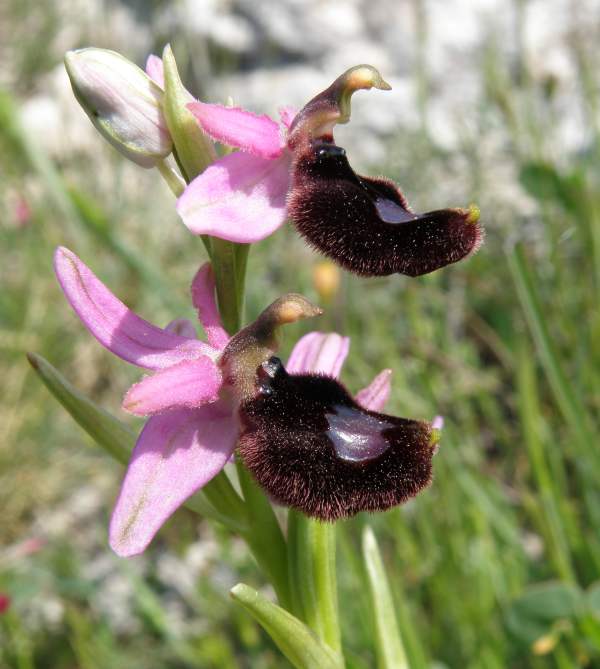 Bertoloni's Bee Orchid