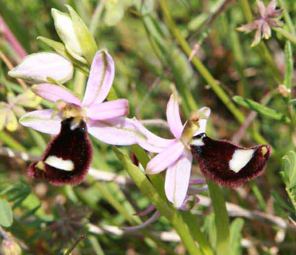 Ophrys bertolonii with a white speculum