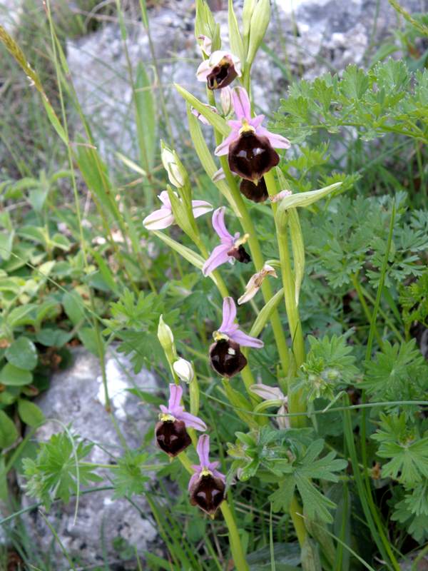 Ophrys argolica subsp. biscutella - Spectacled Ophrys