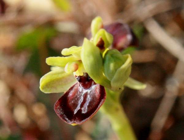 Ophrys sphegodes subsp. cretensis, closeup of flower