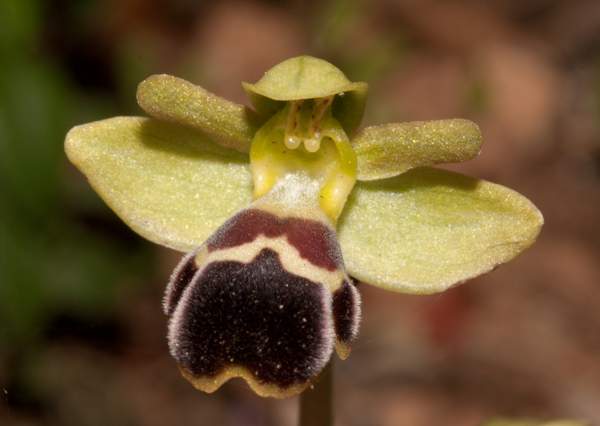 Ophrys dyris