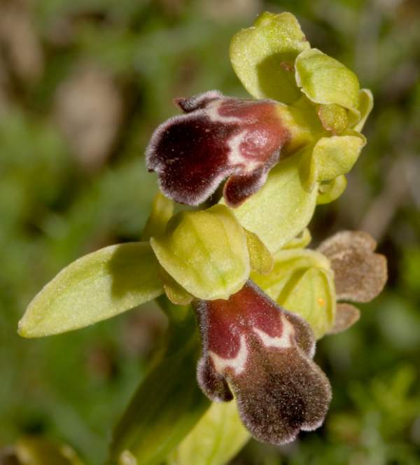 Flowers f Omega Ophrys subsp. dyris
