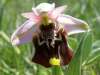 Late Spider-orchid, Ophrys fuciflora