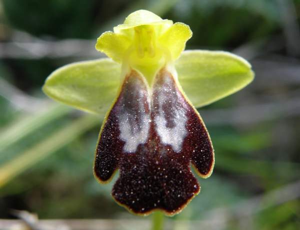 Ophrys fusca