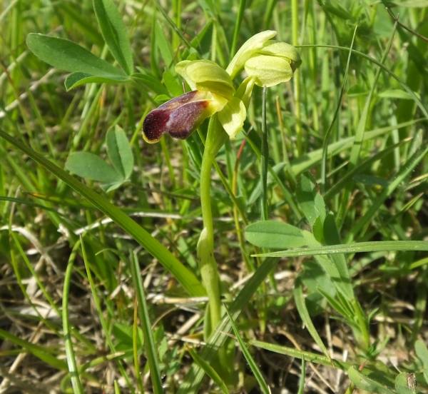 Ophrys fusca in southern France