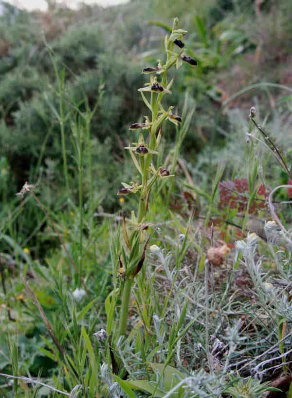 Ophrys gortynia