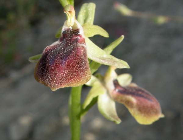 Another form of Ophrys gortynia