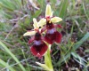 Ophrys insectifera - Fly Orchid