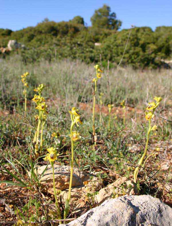 Whole plants of the Yellow Bee Orchd