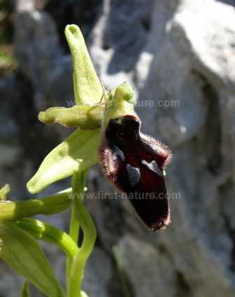 Ophrys promontorii