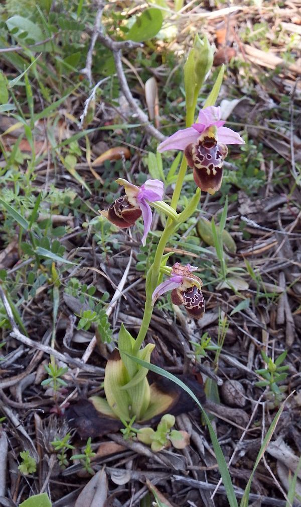 Ophrys scolopax subsp. heldreichii photographed in Rhodes