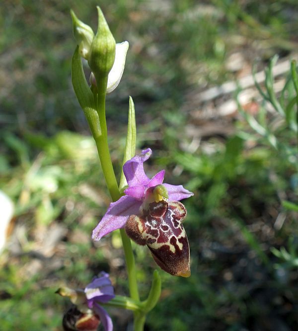 Ophrys heldreichii photographed in a meadow in Rhodes