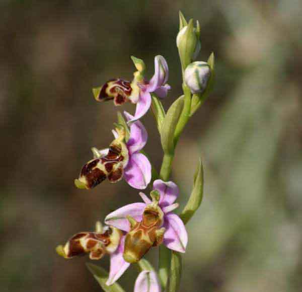 Ophrys scolopax - Woodcock Orchid