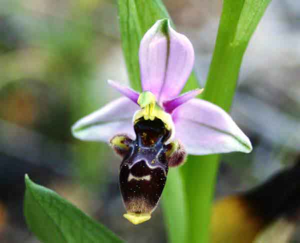 Ophrys scolopax - Woodcock Orchid