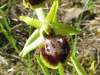 Ophrys passionis