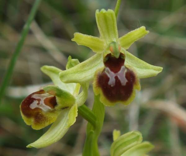 Ophrys sphegodes subsp. araneola, Ardeche, southern France