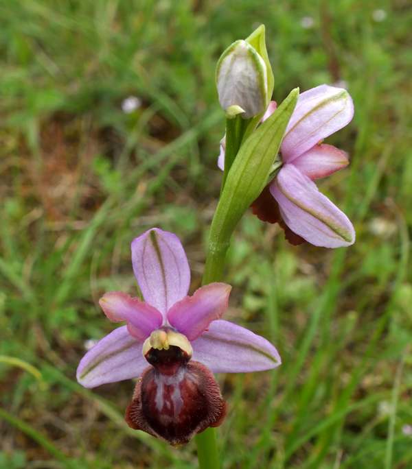 Ophrys aveyronensis