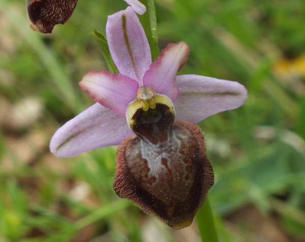 Ophrys sphegodes subsp. aveyronensis, France