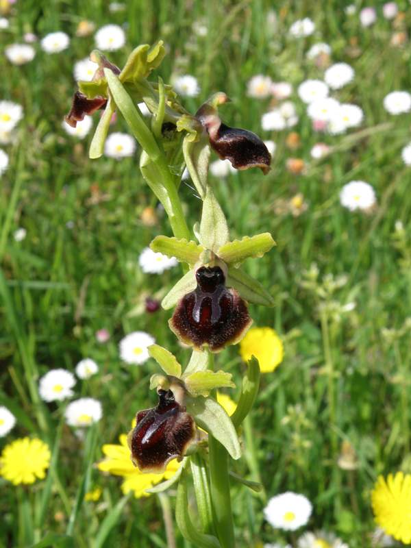 Ophrys sphegodes ssp garganica