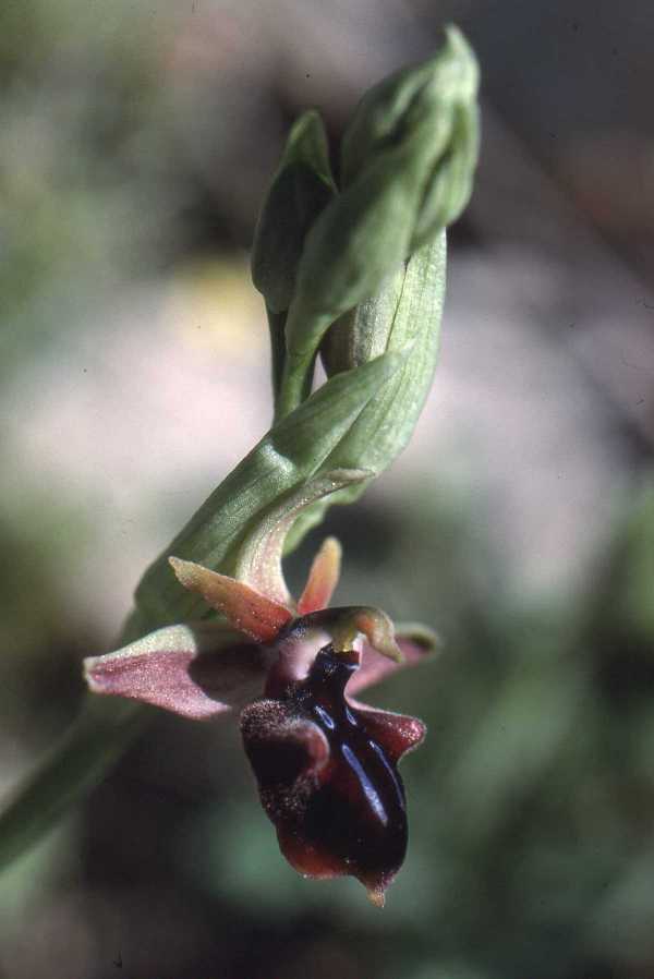 Ophrys sphegodes subsp. mammosa