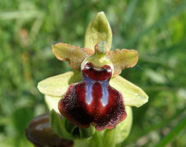 Ophrys sphegodes subsp. passionis