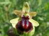 Dark Ophrys, Ophrys sphegodes var. garganica