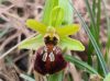 Early Spider-orchid and Late Spider-orchid hybrid, Ophrys x arachnitiformis