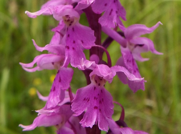 Orchis mascula var ovalis