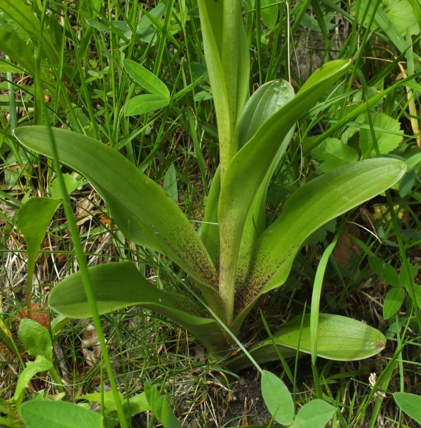 Orchis ovalis leaves