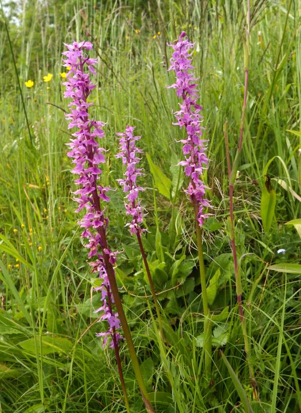Orchis macula subsp. speciosa on an alpine roadside bank, Slovenia