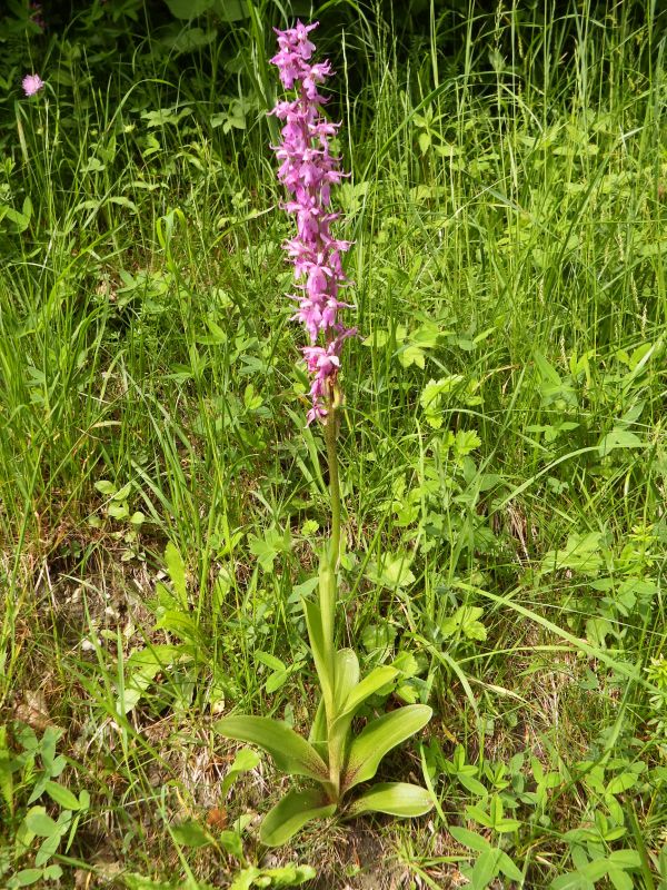 Orchis macula subsp. speciosa on a roadside slope
