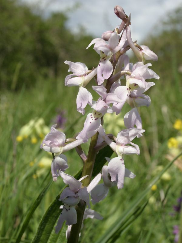 A pale pink Early Purple Orchid
