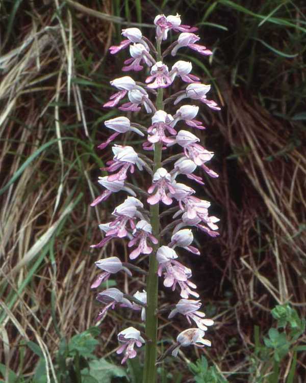 Orchis militaris - Military Orchid