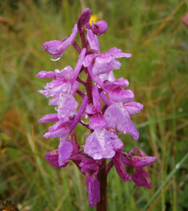 Orchis olbiensis, Algarve