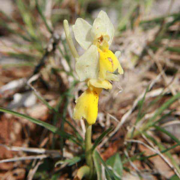 Closeup of Orchis pauciflora