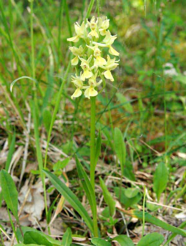 A fine specimen of Orchis Provincialis, Gargano Peninsula, Italy