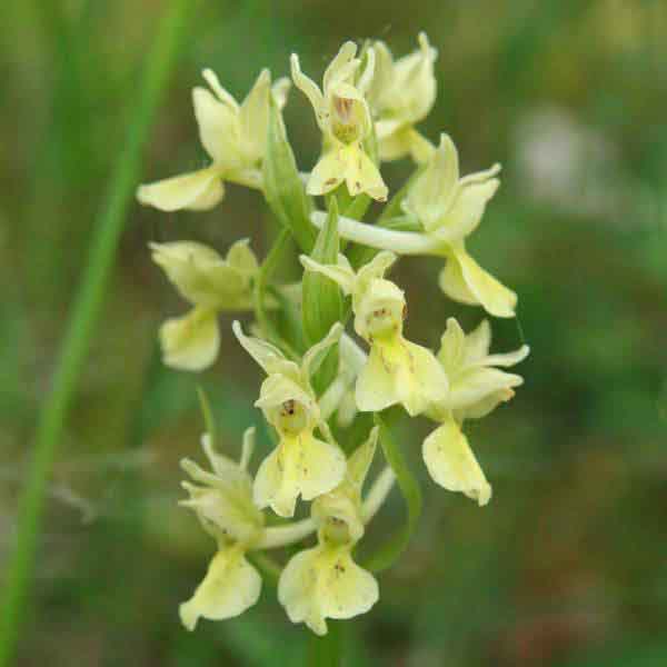 A closeup of Orchis Provincialis